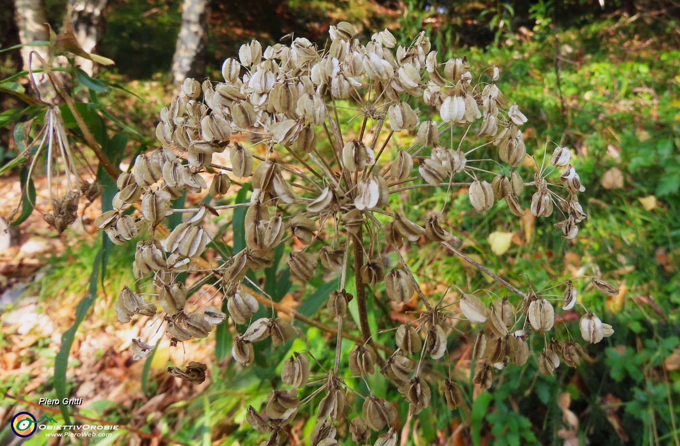 10 Heracleum sphondylium (Panace).JPG